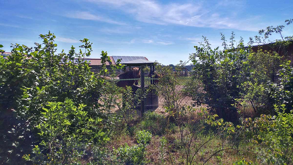 Aussenplatz Waaken Hoff Reitanlage Wedemark Hannover