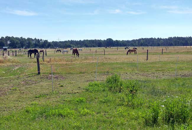 Sommerweide Waaken Hoff Reitanlage Wedemark Hannover